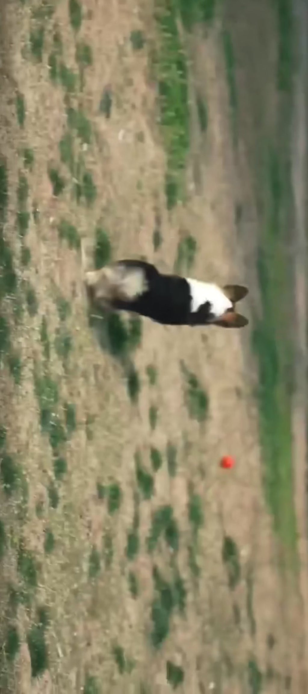 Smart dog ball toy Interactive