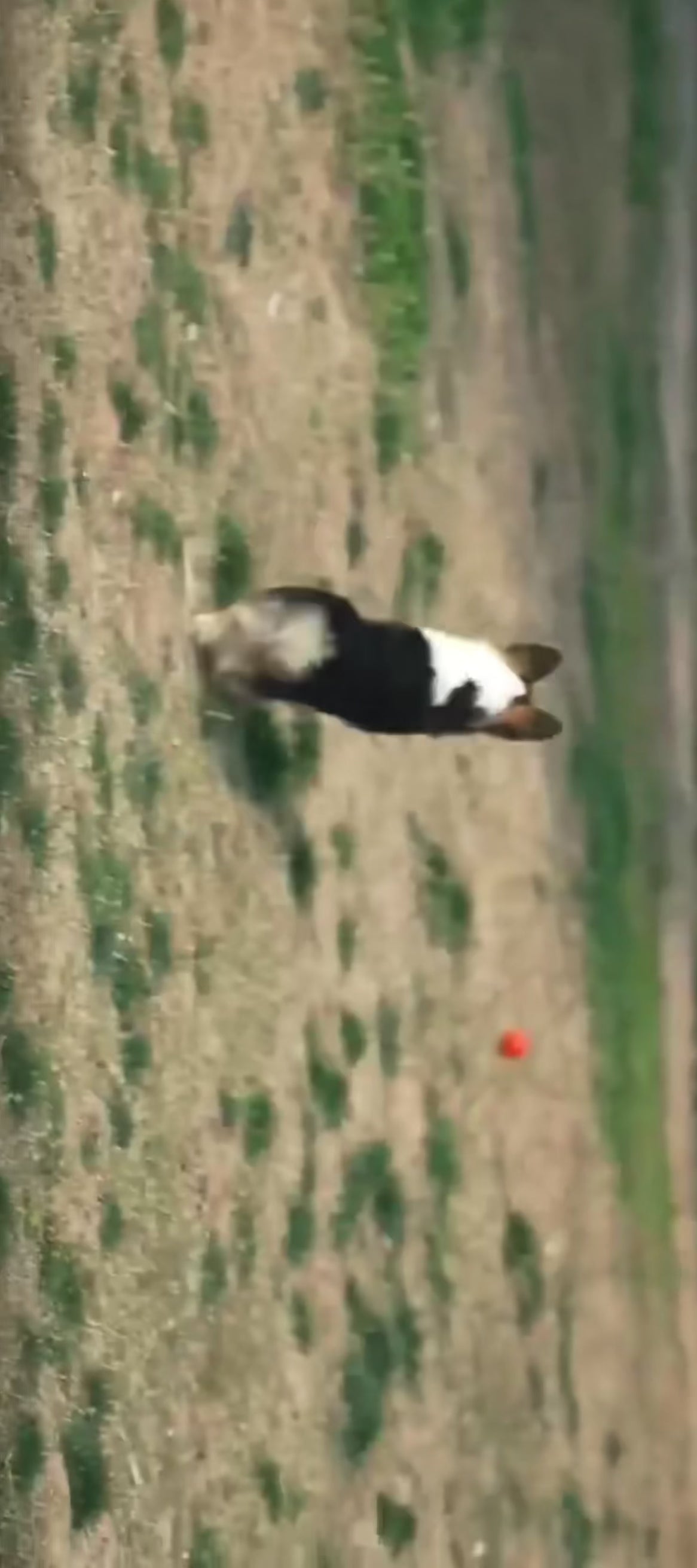 Smart dog ball toy Interactive